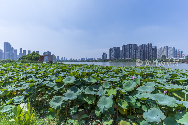 武汉江夏区汤逊湖壹号湿地公园风景