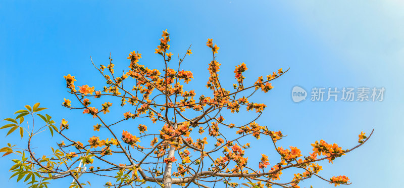 佛山禅城澜石地铁站盛开的木棉花