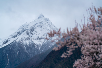 西藏林芝的雪山和桃花