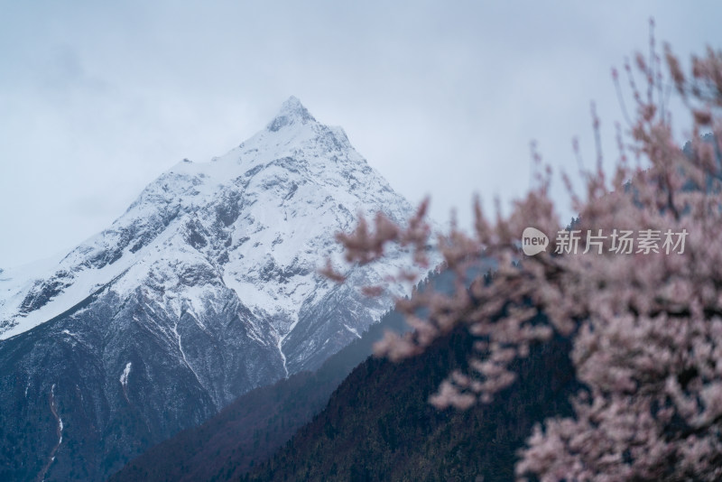 西藏林芝的雪山和桃花