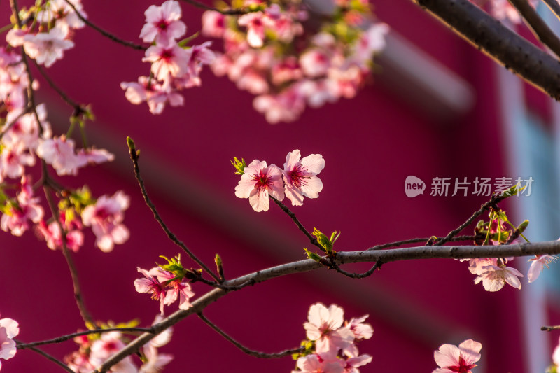 浪漫樱花林