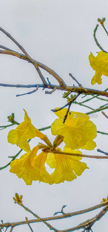 黄花风铃木