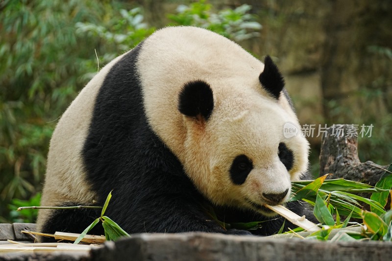 大熊猫坐着吃竹子