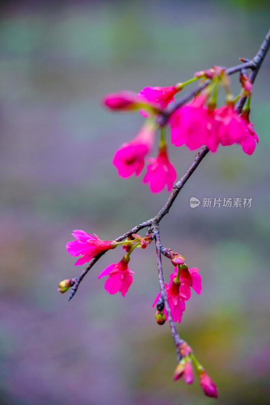 桃花樱花油菜花