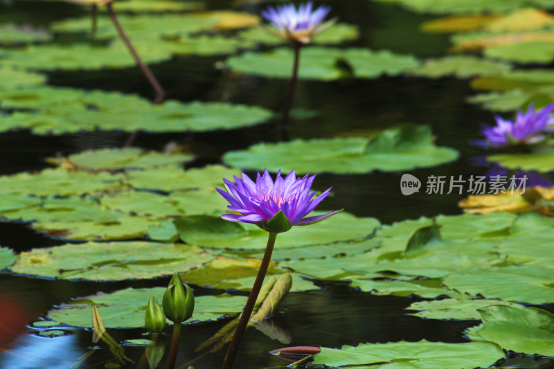 水中盛开的莲花