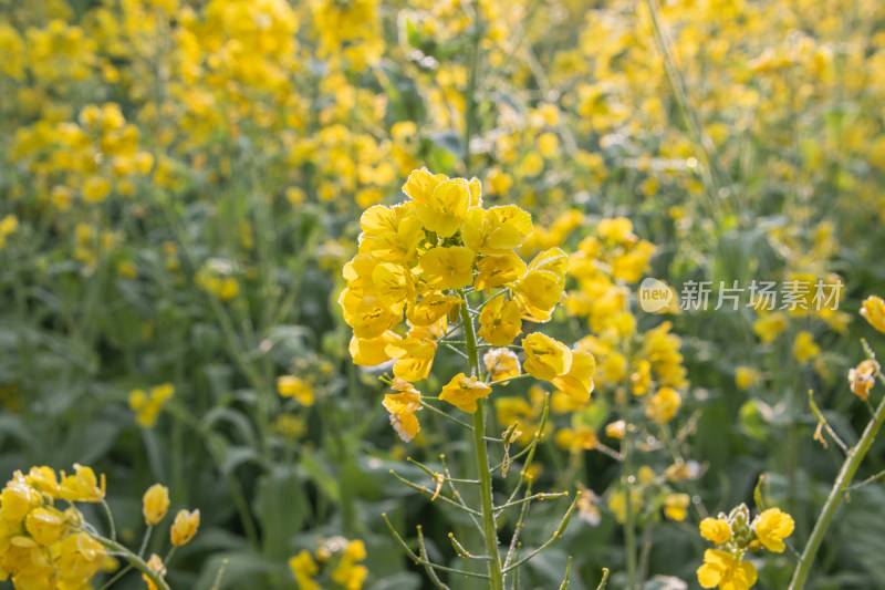 晴朗早晨带着露水油菜花特写