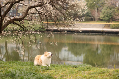 在草地上玩飞盘的边境牧羊犬