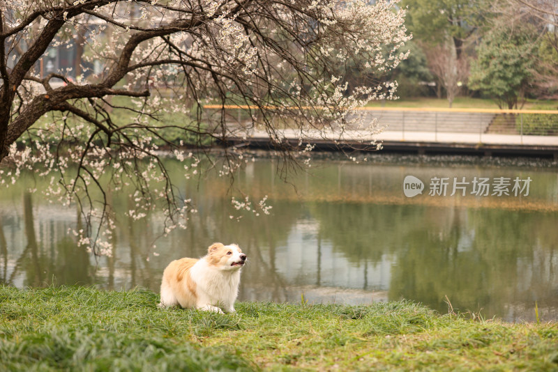 在草地上玩飞盘的边境牧羊犬