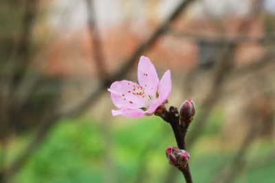 春天，刚刚绽放的桃花与花苞
