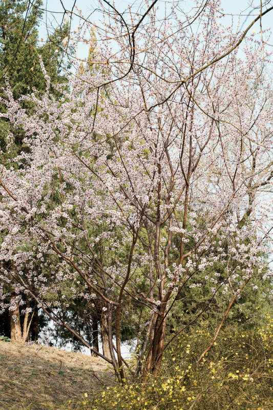 圆明园春天桃花桃树