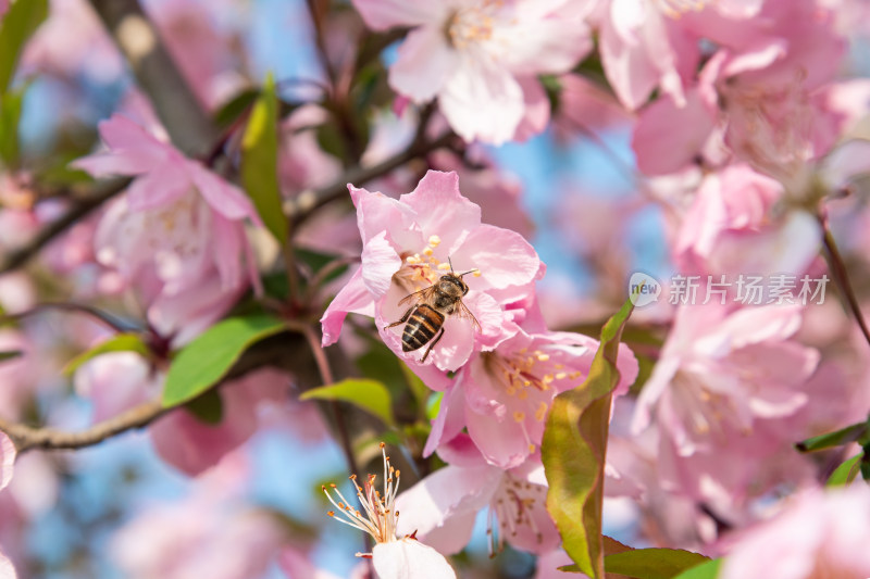 晴朗的春天 蜜蜂在盛开的海棠花丛中采蜜