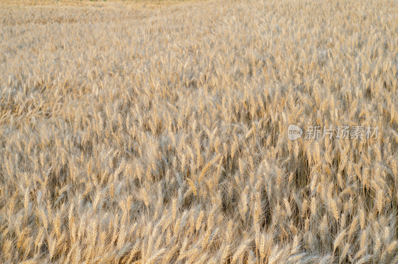 陕西渭南关中平原，芒种时节的金色麦田