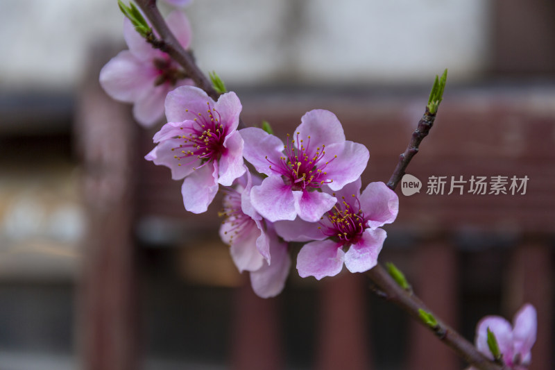 桃树种植花卉桃花素材