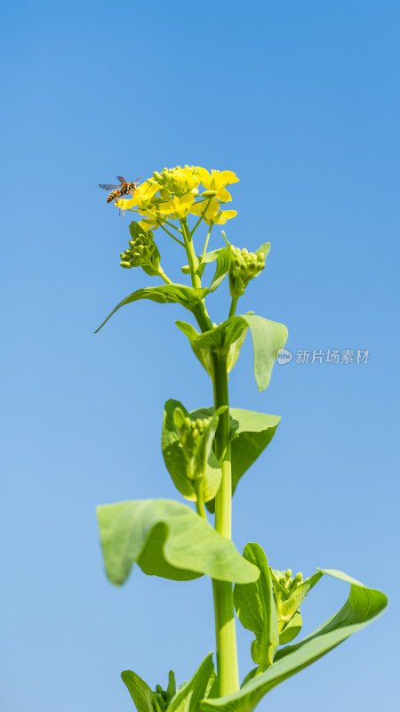 一只蜜蜂停在菜花上