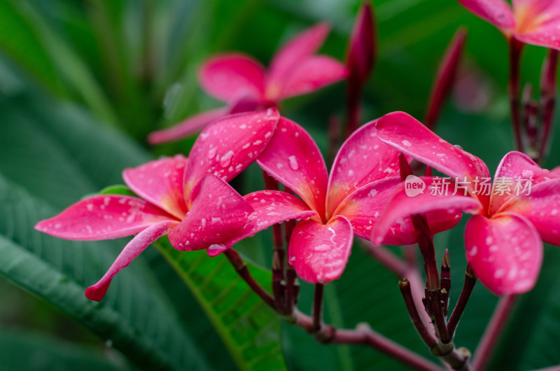 一朵雨中盛开的红鸡蛋花