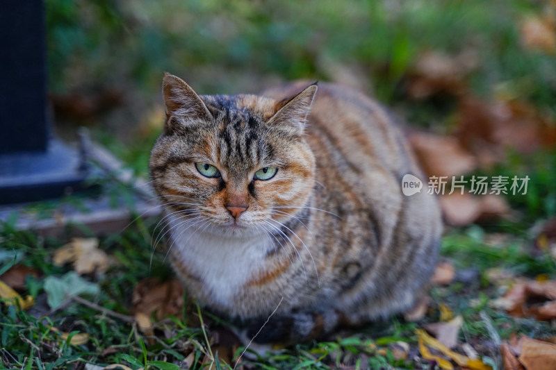 猫在草地上坐着休息自然生态