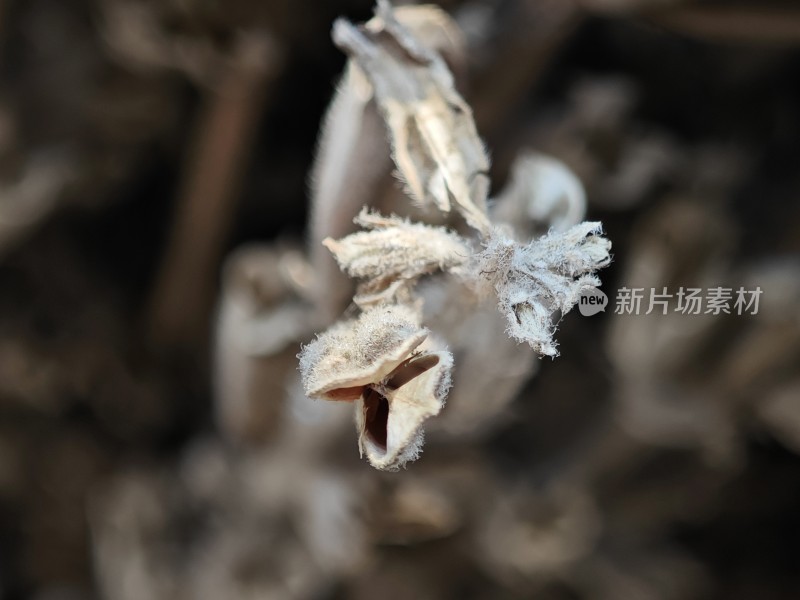 枯萎植物特写尽显秋日萧瑟之态