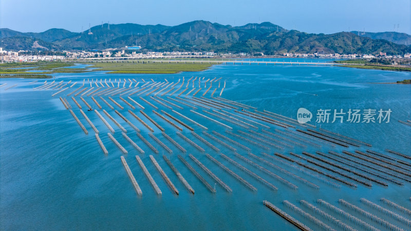 惠州市盐洲岛生蚝海上养殖场