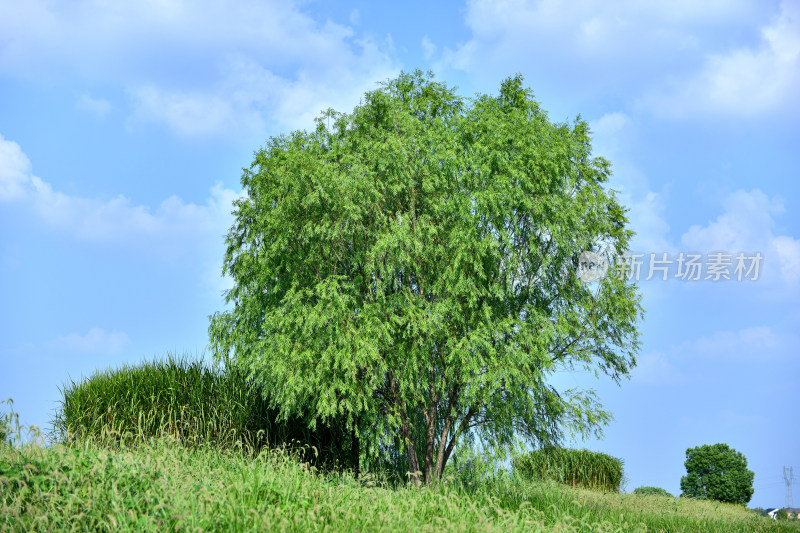 蓝天白云绿树绿草地