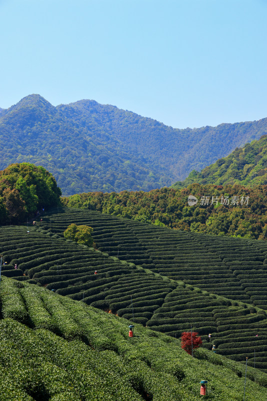 中国杭州龙坞春天里的茶园风光