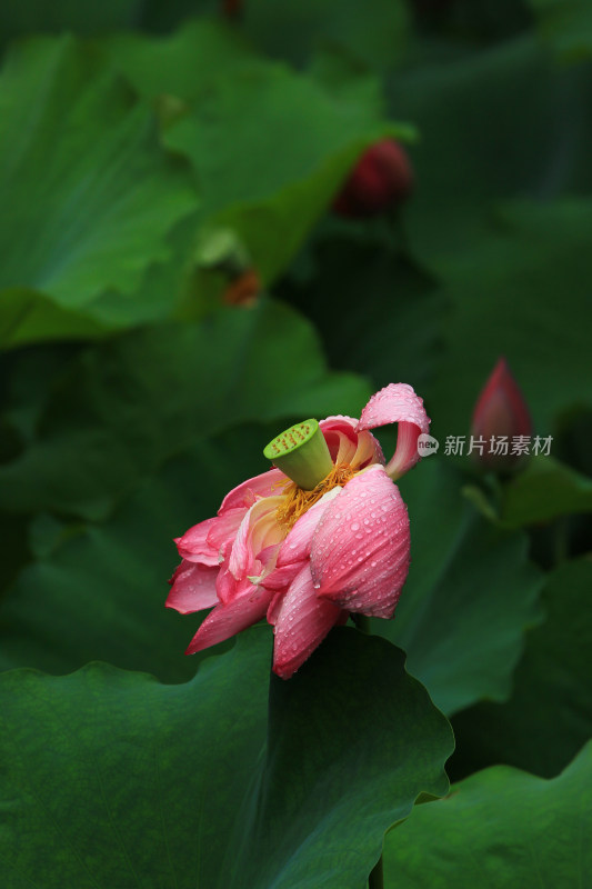 雨水打湿的荷花