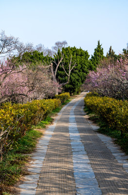 南京明孝陵梅花山梅花开