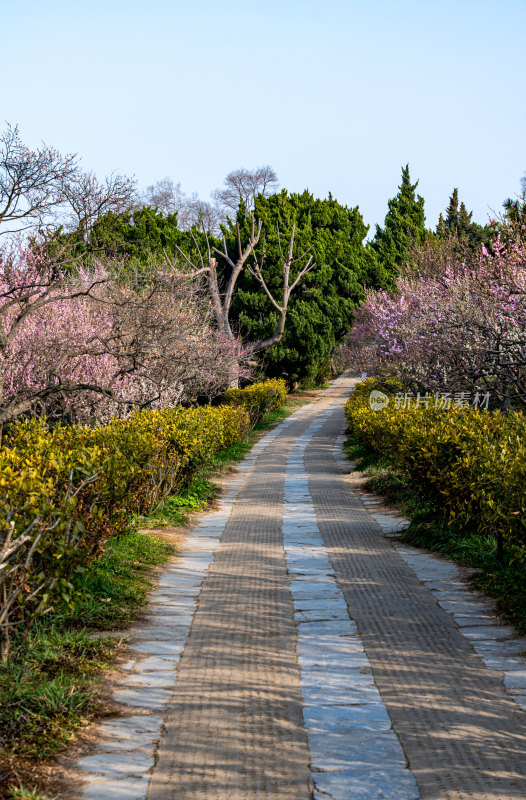 南京明孝陵梅花山梅花开