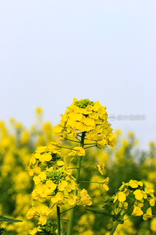 春天油菜花盛开