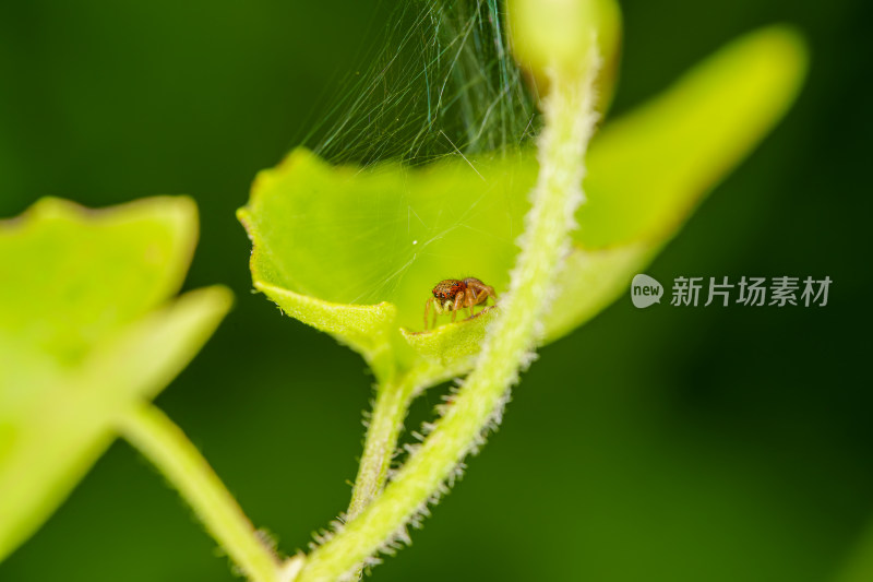 绿叶上的小跳蛛