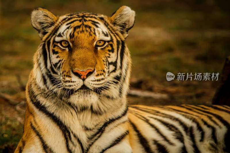 野生动物老虎食肉动物狩猎者