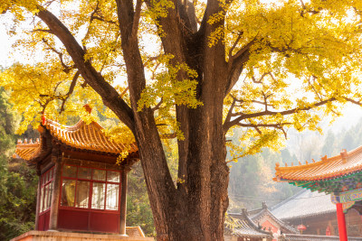 山东济南淌豆寺秋天黄色千年银杏树叶美景