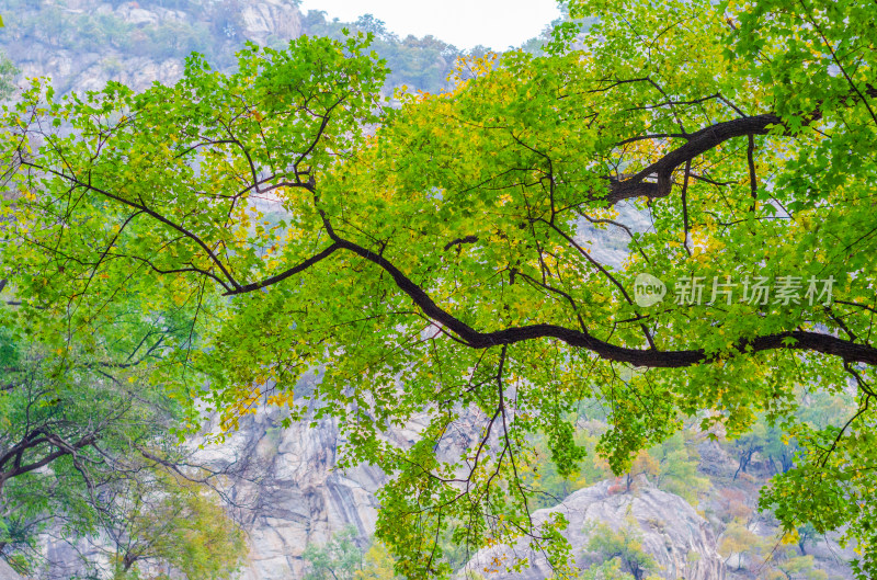 河南省洛阳白云山树木风景