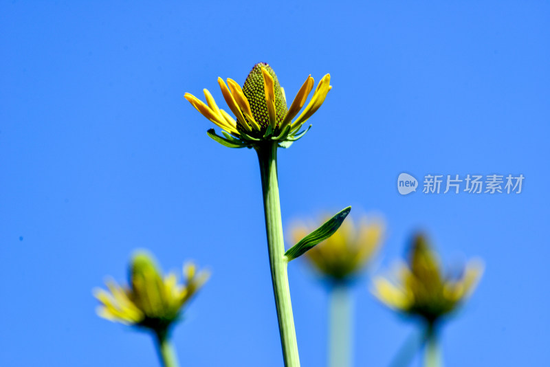 植物园的花花草草