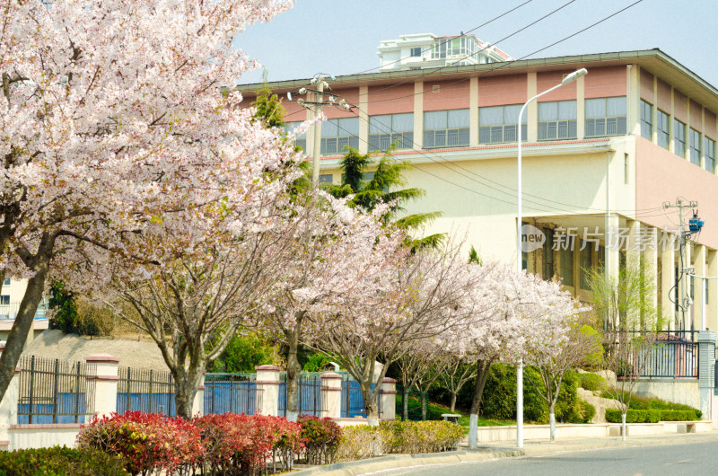 青岛樱花小镇，道路旁樱花盛开