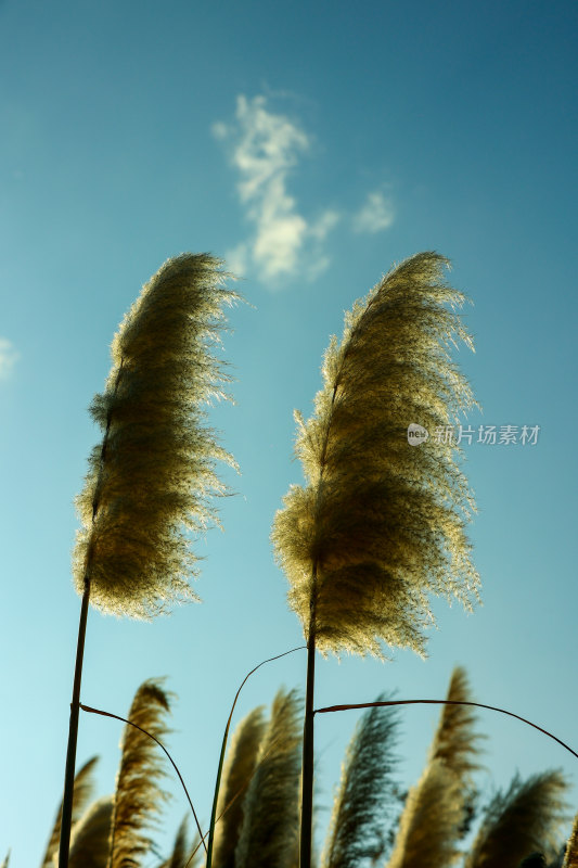 蓝天背景下的蓬松芦苇