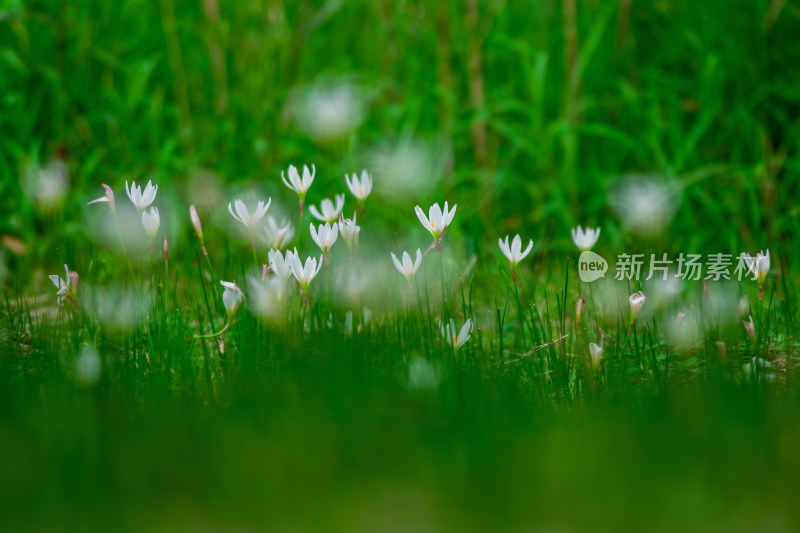 嫩绿草坪上的白色小花