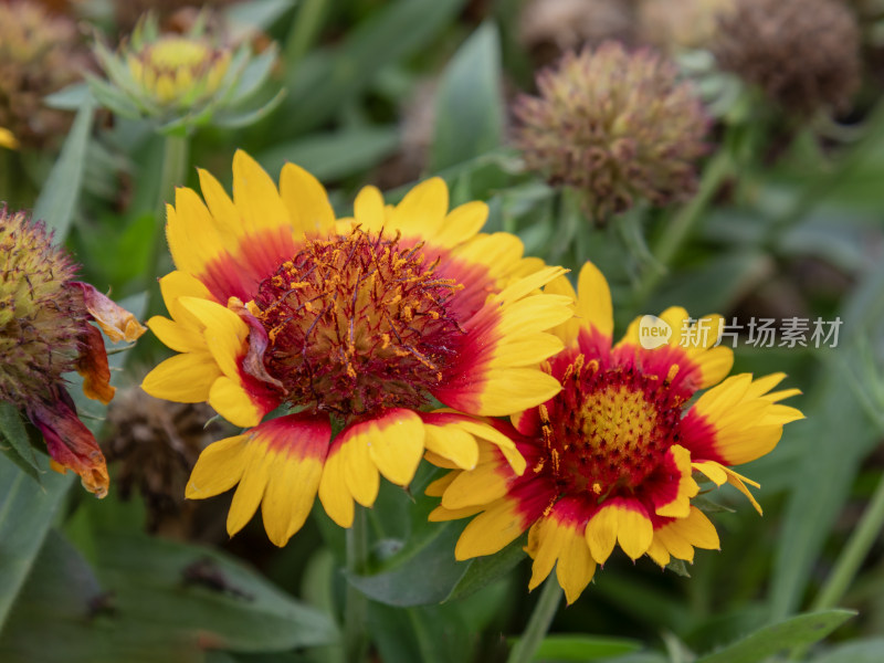 花，菊花，天人菊，虎皮菊，美丽的花