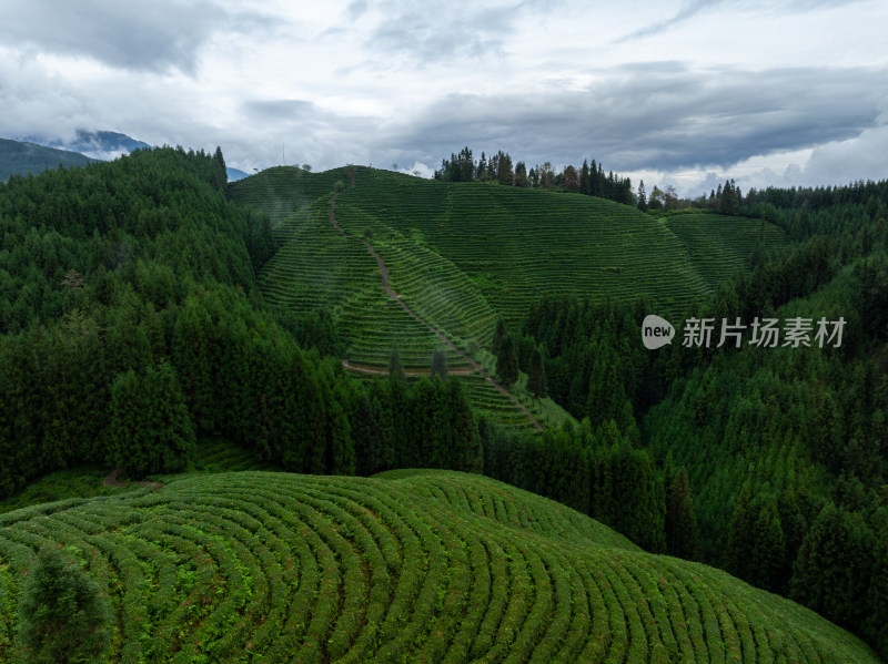 航拍四川洪雅县复兴村高山茶园