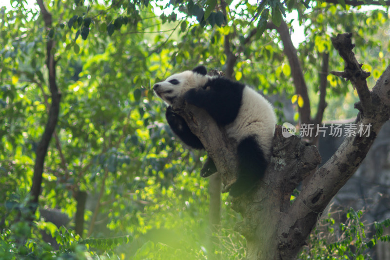 树林里的大熊猫晒太阳