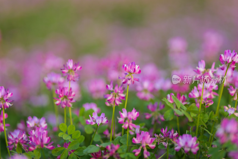 春天田野里的紫云英花海