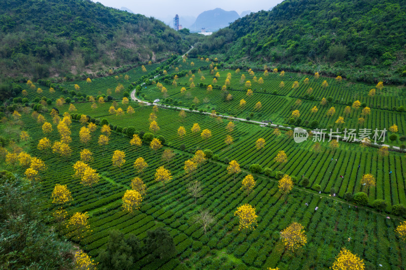 广东清远英德茶园茶场春天采茶风光航拍