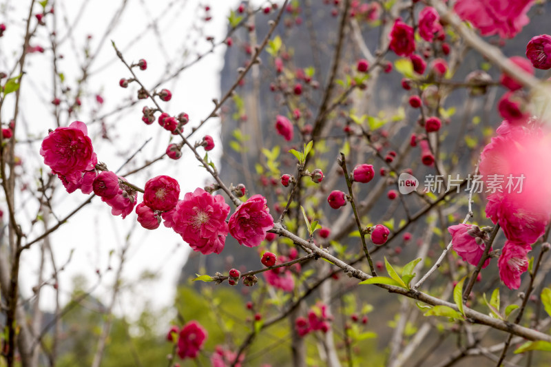 春天绽放的红色碧桃花特写