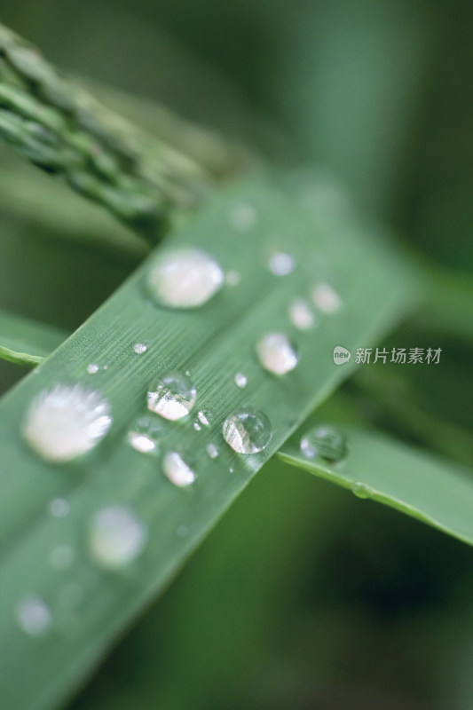 谷雨节气绿草雨珠图片