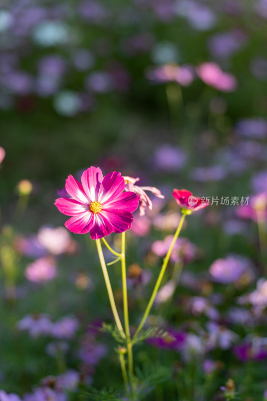 秋英花花海