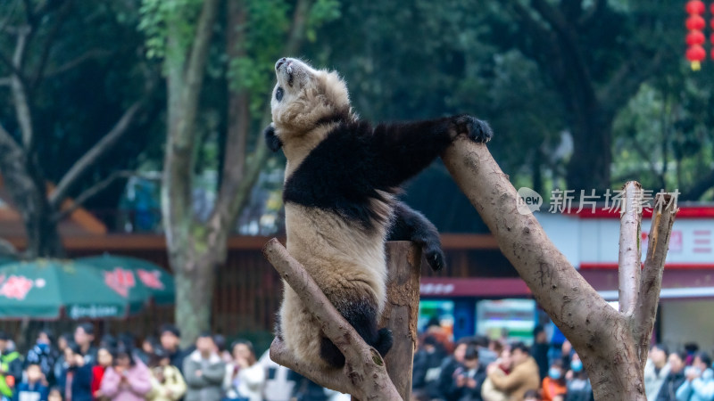 爬树的大熊猫