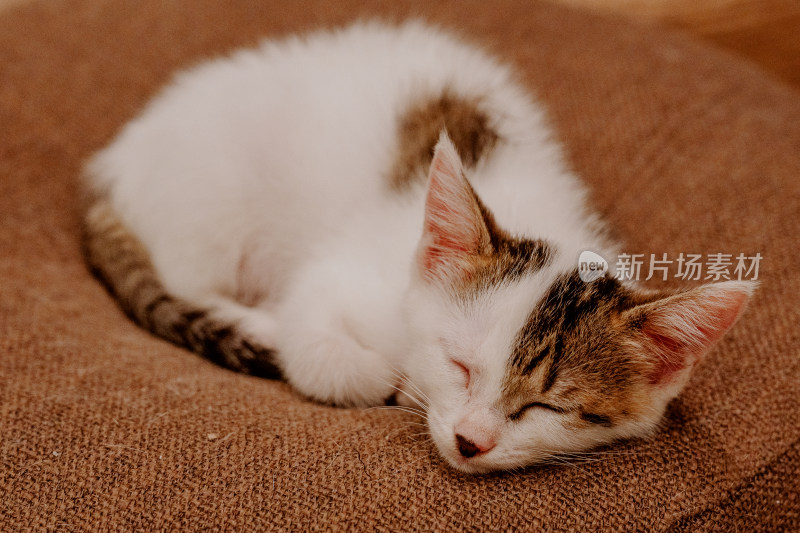 在坐垫上认真清洗自己的三花小奶猫