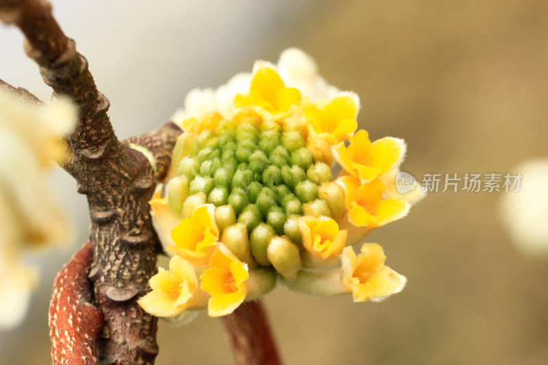 金黄的结香花花朵盛开