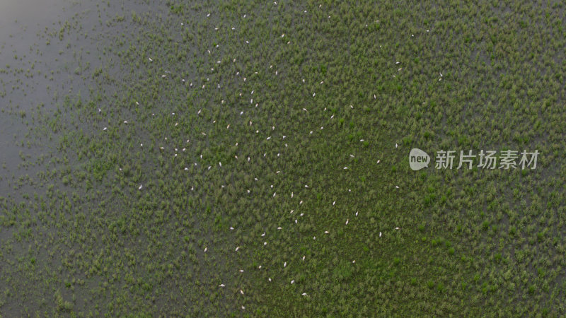 福建泰宁大金湖白鹭湾湿地白鹭