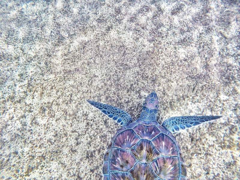 乌龟海龟两栖动物