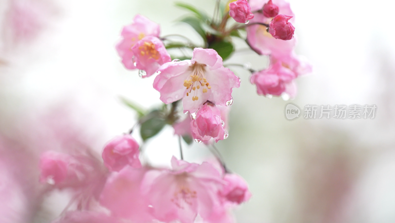 樱花盛开特写露珠